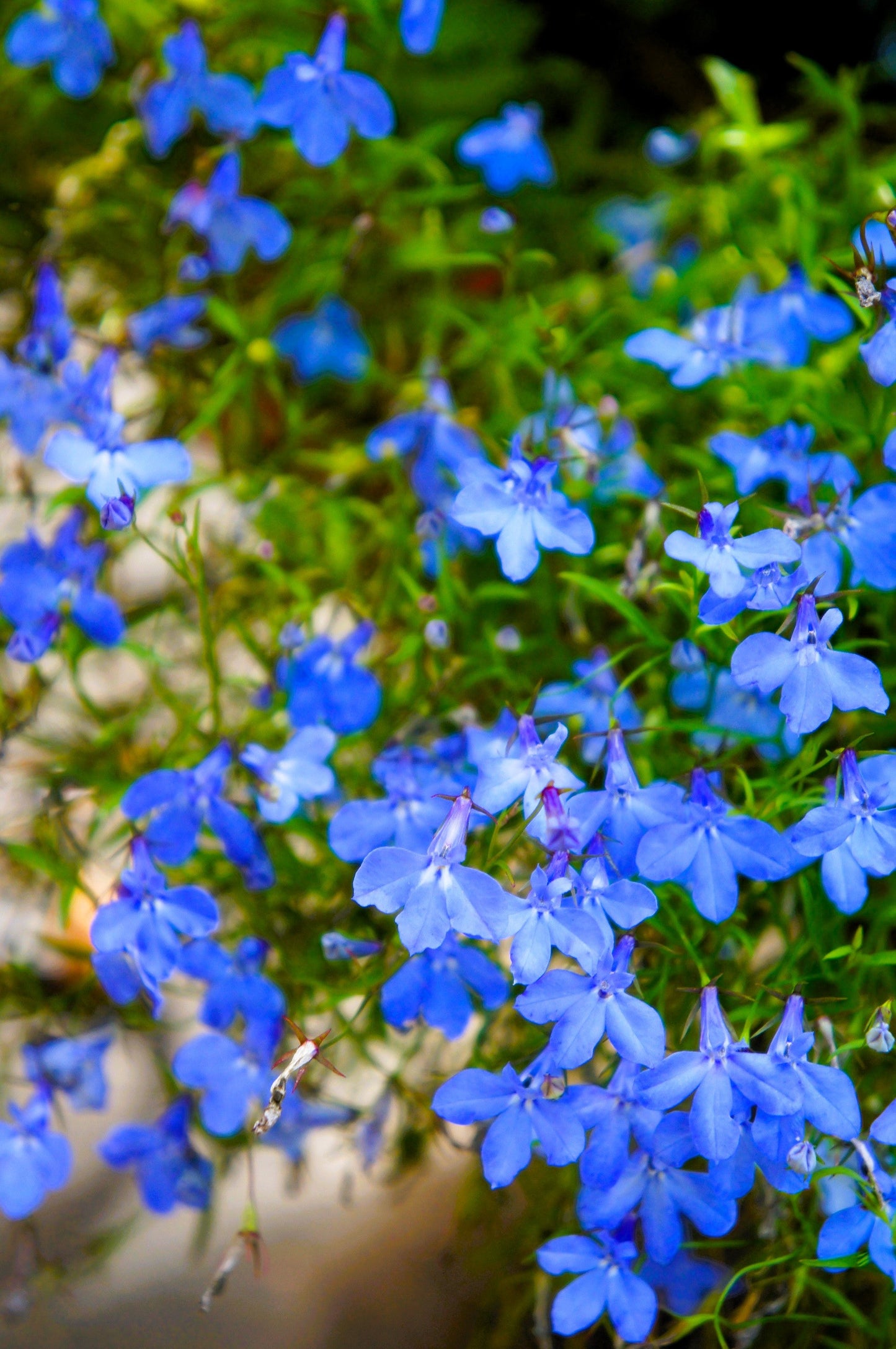 200 BLUE SAPPHIRE LOBELIA Erinus Trailing for Planters or Groundcover Flower Seeds
