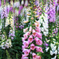 1000 Seeds MIXED FOXGLOVE Digitalis Purpurea Flower Seeds