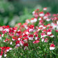 50 RED & WHITE NEMESIA Strumosa Danish Flag Fragrant Bicolor Flower Seeds
