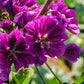 20 MAURITIAN MALVA Mallow Malva sylvestris var. mauritania Flower Seeds