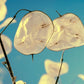 100 LUNARIA Biennis ( MONEY PLANT / Silver Dollar / Honesty / Moonwort / L Annua ) Flower Seeds