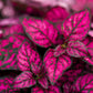 10 Dwarf ROSE Pink POLKA DOT PLANT Splash Select Hypoestes Phyllostachya Flower Houseplant Seeds