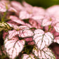 10 Dwarf PINK POLKA DOT PLANT Splash Select Hypoestes Phyllostachya Flower Houseplant Seeds