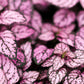 10 Dwarf PINK POLKA DOT PLANT Splash Select Hypoestes Phyllostachya Flower Houseplant Seeds
