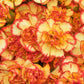 100 Mixed CARNATION / DOUBLE DIANTHUS Chinensis Flower Seeds