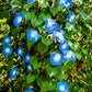 50 Heavenly BLUE MORNING GLORY Ipomoea Tricolor Vine Flower Seeds