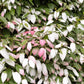 20 Variegated ARCTIC BEAUTY KIWI Fruit Edible Actinidia Kolomikta Vine Seeds