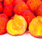 25 STRAWBERRY TREE Edible Red Berry Tree Arbutus Unedo Seeds Irish Killarney