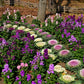 50 MIXED ORNAMENTAL CABBAGE Flowering Cabbage Brassica Oleracea Seeds