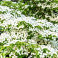 20 HIMALAYAN DOGWOOD / STRAWBERRY Tree Cornus Capitata White & Pink Flower Red Fruit Seeds