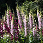 1000 FOXGLOVE EXCELSIOR MIX Digitalis Purpurea Mixed Colors Flower Seeds