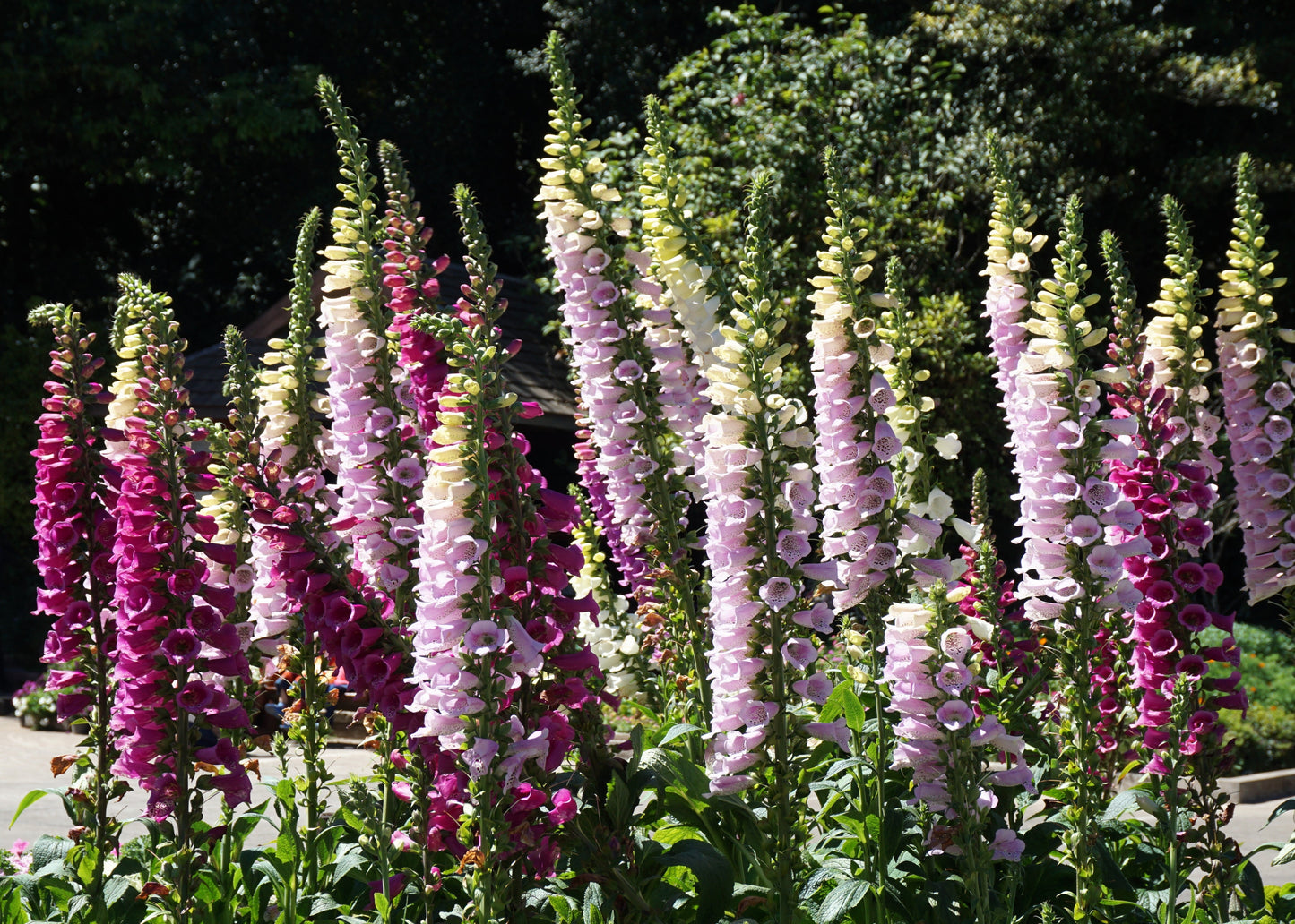 1000 FOXGLOVE EXCELSIOR MIX Digitalis Purpurea Mixed Colors Flower Seeds