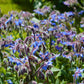 100 Blue Star BORAGE HERB Borago Officinalis Flower Seeds