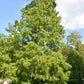 25 EUROPEAN LARCH TREE Pine Pinetree Evergreen Larix Decidua Seeds