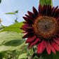 25 CHOCOLATE CHERRY SUNFLOWER Helianthus Annuus Red & Brown Flower Seeds