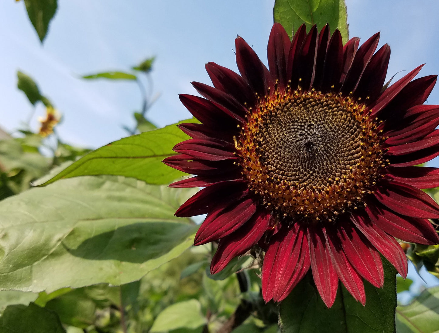 25 CHOCOLATE CHERRY SUNFLOWER Helianthus Annuus Red & Brown Flower Seeds