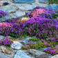 500 PURPLE ROCKCRESS Rock Cress Aubrieta Deltoidea Flower Seeds