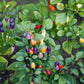 25 BOLIVIAN RAINBOW PEPPER Multi Colored Chili Capsicum Annuum Vegetable Seeds