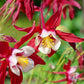 25 CRIMSON STAR COLUMBINE Red & White McKana's Giant Aquilegia Flower Seeds