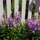 50 PINK Showy OBEDIENT PLANT (False Dragon Head) Physostegia Virginiana Flower Seeds