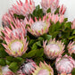 5 Giant KING PROTEA Cynaroides Sugarbush Rare 12" Flower Seeds