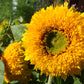 150 Double DWARF TEDDYBEAR SUNFLOWER Helianthus Annuus Yellow Flower Seeds