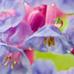 25 VIRGINIA BLUEBELLS True Blue & Pink Mertensia Virginica Flower Seeds