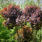 30 PURPLE SMOKE TREE Shrub Smokebush Cotinus Coggygria Rhus Cotinus Sumach Seeds