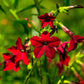 100 Red CRIMSON KING NICOTIANA (Ornamental Flowering Tobacco) Nicotiana Affinis Flower Seeds