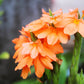 10 ORANGE MARMALADE CROSSANDRA Infundibuliformis Firecracker Flower Houseplant Seeds