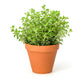 500 OREGANO Origanum Vulgare Herb Purple Butterfly Flower Seeds
