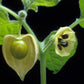 200 Organic GROUND CHERRY Physalis Pruinosa ( Golden Strawberry / Chinese Lantern ) Vegetable Seeds