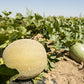 75 Green Flesh ROCKY FORD CANTALOUPE Muskmelon Cucumis Melo Melon Fruit Seeds