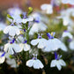 200 BLUE SPLASH LOBELIA Regatta Blue & White Erinus Flower Seeds