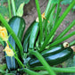 50 BLACK BEAUTY ZUCCHINI Summer Squash Cucurbita Pepo Vegetable Seeds