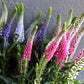 50 Mixed Colors VERONICA SIGHTSEEING MIXTURE (Spike Speedwell) Veronica Spicata Flower Seeds