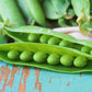 50 GREEN ARROW PEA Heirloom Shelling English Pisum Sativum Vegetable Seeds