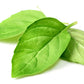 1500 LEMON BASIL Ocimum Basilicum HERB Flower Seeds