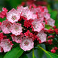 50 MOUNTAIN LAUREL White Pink Red Kalmia Latifolia Shrub Bush Seeds