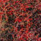 20 SILVER BUFFALOBERRY Shepherdia Argentea Red Fruit Native Bullberry Berry Shrub Seeds