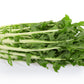 800 EMERALD CATALOGNA ENDIVE Italian Chicory Cichorium Endivia Seeds