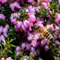 100 Scotch TRUE HEATHER Shrub Scot's Purple Pink Flower Calluna Vulgaris Seeds