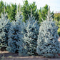 50 Colorado BLUE SPRUCE Tree Picea Pungens Glauca Christmas Tree White Silver Spruce Evergreen Seeds