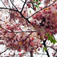 5 PINK SHOWER TREE Cassia Javanica aka Rainbow Shower & Apple Blossom Tree Two Tone Pink, White, Yellow Flower Seeds