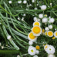 250 WHITE WINGED EVERLASTING Ammobium Alatum Flower Seeds