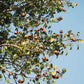 5 TRUE MAHOGANY TREE Honduran Big Leaf Sky Fruit Swietenia Macrophylla Seeds