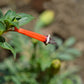 10 Red CIGAR PLANT Mexican Firecracker Cuphea Ignea Hummingbird Flower Seeds