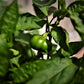 50 Organic SHEEPNOSE PIMENTO PEPPER Sweet Red Pimiento Cheese Capsicum Annuum Seeds