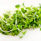 1250 WHITE ICICLE RADISH Raphanus Sativus Vegetable Seeds