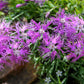 1000 FRINGED PINKS DIANTHUS Superbus White Pink Purple Flower Seeds